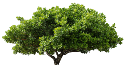Lush green foliage shrub