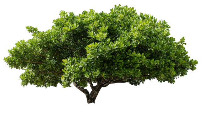 Lush green foliage shrub