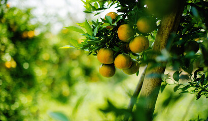 Orange orchards and honey orange cultivation. Organic farming. Orchard owners harvest the oranges...