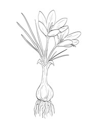 Drawing sketch style illustration of Crocus sativus, saffron crocus or autumn crocus, a species of flowering plant in the iris family Iridaceae used as spice herb done in black and white line art.