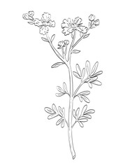 Drawing sketch style illustration of Ruta graveolens, rue, common rue or herb-of-grace, a species of the genus Ruta used as spice herb done in black and white line art on isolated white background.