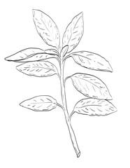 Drawing sketch style illustration of Salvia officinalis, common sage or sage of the mint family Lamiaceae  used as spice herb done in black and white line art on isolated white background.