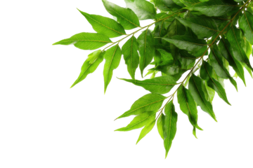 Close-up of vibrant green curry leaves