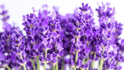 Close-up of vibrant purple lavender blossoms