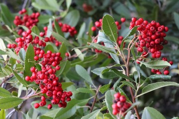 Fototapeta premium Bright red berries cluster on green foliage during late summer in a natural garden setting
