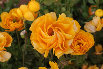 Vibrant yellow flowers bloom in a garden, showcasing an array of stunning petals during spring in a sunny outdoor setting