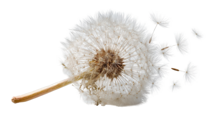 Close-up of a dandelion seedhead