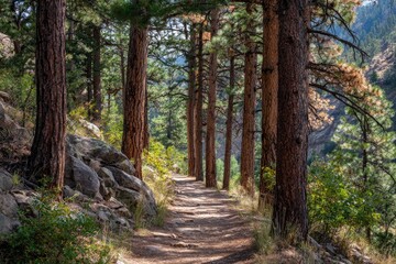 Sun-dappled trail winds through a forest of tall pines, alongside rocky hillsides
