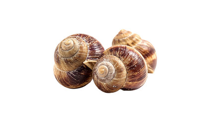 Close-up of three edible snails
