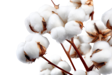 Close-up of cotton bolls