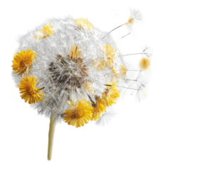 Close-up of a dried dandelion head