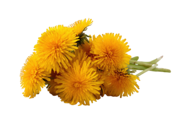 Close-up cluster of bright yellow dandelions