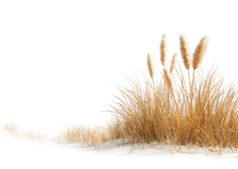 Fluffy grasses in winter snow