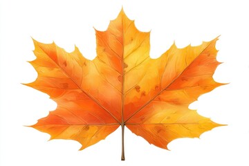 Single autumn maple leaf, orange and yellow hues, isolated on white