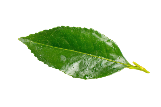 Close-up of a single green leaf