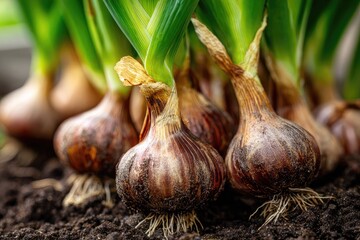 Close-up of several young garlic bulbs sprouting from dark soil