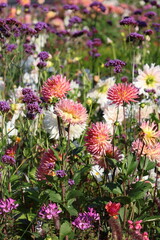 Colorful blooming flowers in a vibrant garden during springtime create a serene natural landscape in bright sunlight