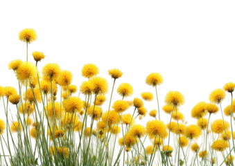 Close-up of a field of yellow flowers