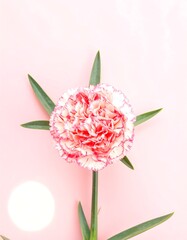 Pink and white carnation close-up