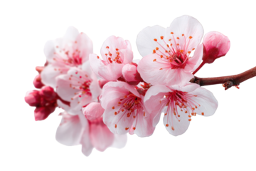 Close-up of delicate pink blossoms (4)