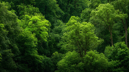 High-resolution lush summer forest images: vibrant green trees, dense foliage, perfect for print and web.