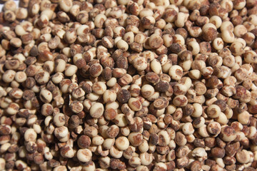 This is a close-up of sorghum.
