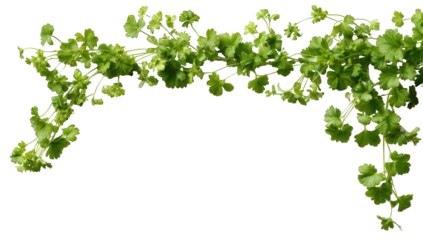Lush green plant garland