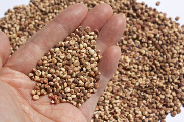 It is a sorghum that is placed in the hand.