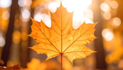 Obraz premium Autumnal Maple Leaf Backlit by Sunlight in Forest