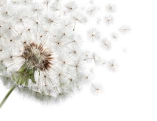 Close-up of a dandelion seed head (59)