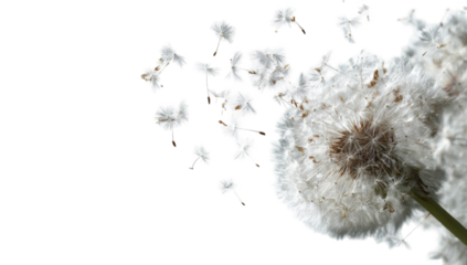 Close-up of dandelion seeds (1)