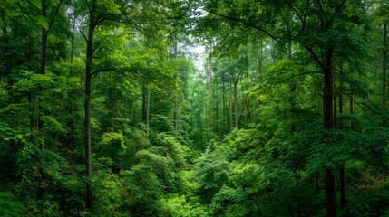 High-resolution lush summer forest images: vibrant green trees, dense foliage, perfect for print and web.