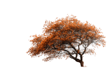 Autumnal tree against a black background