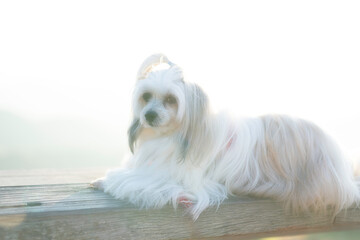 Dogs sleep in the morning light The Street The Dog And The Light