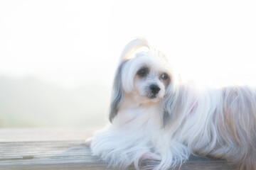 Dogs sleep in the morning light The Street The Dog And The Light