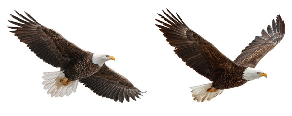 Two eagles flying with wings spread