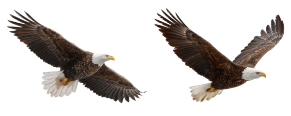 Two eagles flying with wings spread