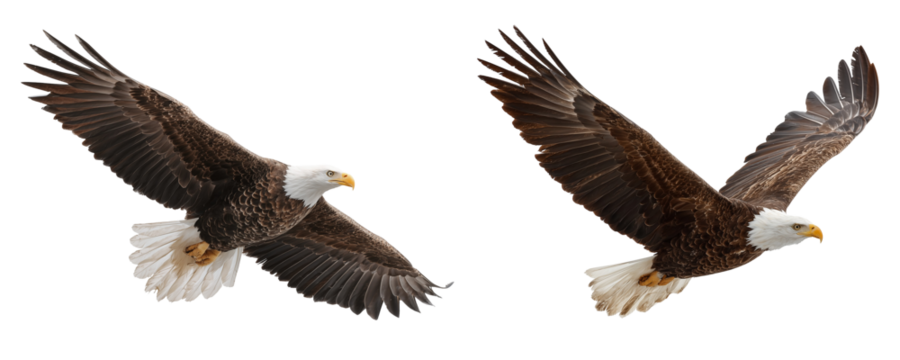 Two eagles flying with wings spread