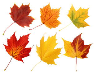 Colorful autumn leaves isolated on white background showcasing natural beauty and seasonal colors