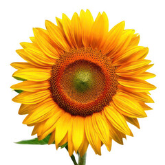 Fototapeta premium Sunflower bloom, isolated on transparent background