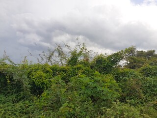 The natural environment of rural Thailand