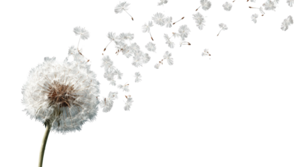 Dandelion seeds scattering (1)