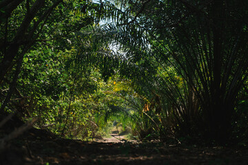 At the top of the forest, each green tree adds to the canopy, where leaf and foliage form a rich...