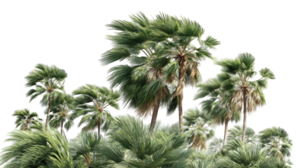 Tropical palm trees blowing in a strong wind