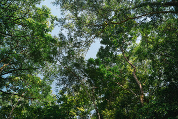At the top of the forest, each green tree adds to the canopy, where leaf and foliage form a rich landscape, showing the beauty of nature in every vibrant shade.