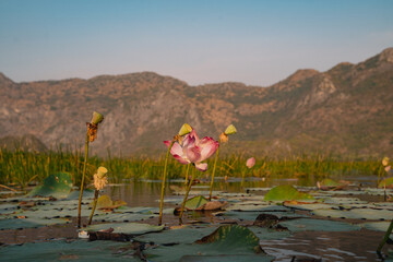 The mountain looms over a green landscape where a swamp meets a tranquil lake, water reflecting the...