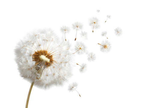 A dandelion seed head, with seeds dispersing
