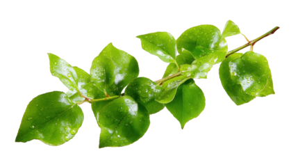 Close-up of a branch with vibrant green leaves