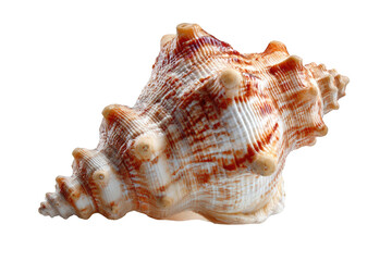 Obraz premium Close-up of a seashell (1)