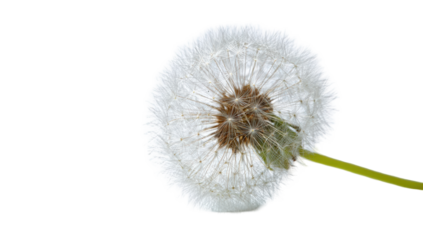Close-up of a white dandelion (5)